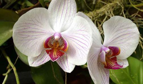 как ухаживать за орхидеями в домашних условиях