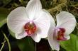 как ухаживать за орхидеями в домашних условиях