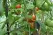 как выращивать помидоры