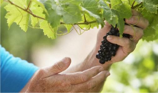 Как ухаживать за виноградной лозой