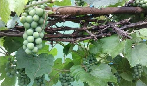 Как вырастить виноград из лозы