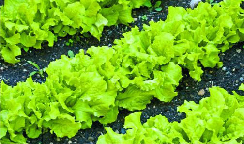 Как вырастить салат