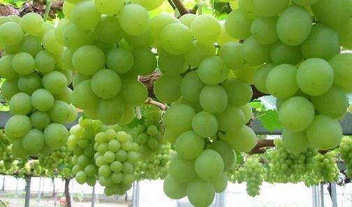 Как вырастить виноград в подмосковье