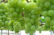 Как вырастить виноград в подмосковье