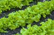 Как выращивать салат