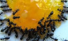 Как вывести черных муравьев