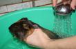 Как купать морскую свинку