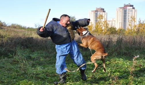 Как дрессировать собаку на охрану